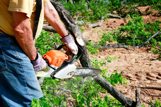 How Our Tree Care Process Works  in  East Quogue, NY